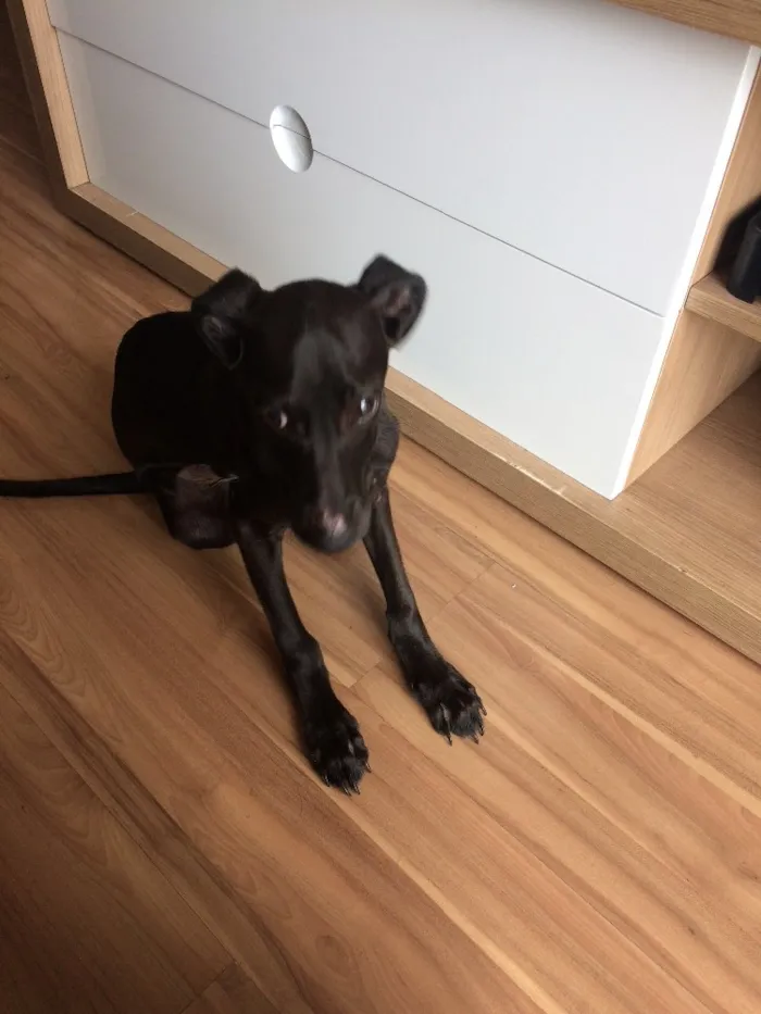 Cachorro ra a SRD idade 2 a 6 meses nome Max