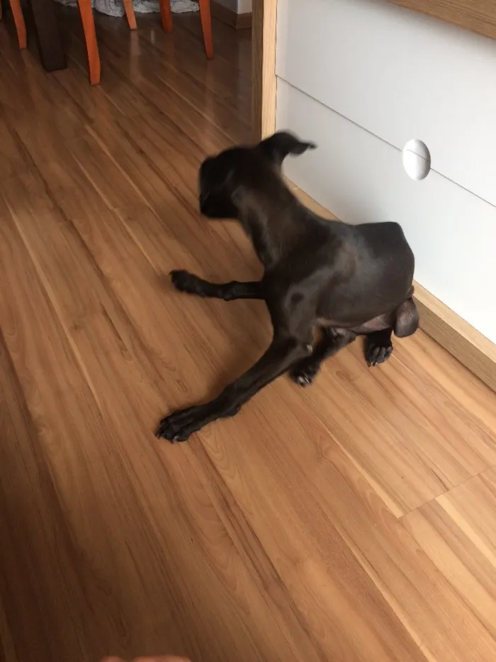 Cachorro ra a SRD idade 2 a 6 meses nome Max
