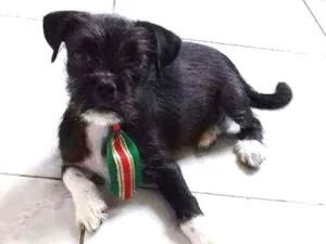 Cachorro raça srd idade 2 a 6 meses nome Pepito 