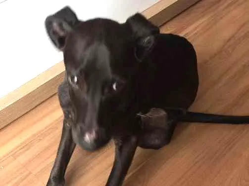 Cachorro ra a SRD idade 2 a 6 meses nome Max