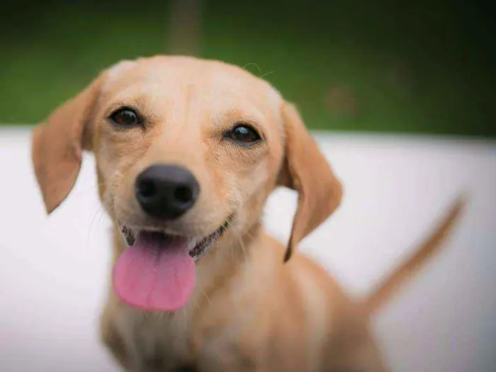 Cachorro ra a SRD idade 2 a 6 meses nome Sem nome