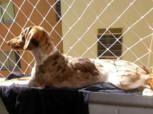 Cachorro raça SRD idade 7 a 11 meses nome NINA