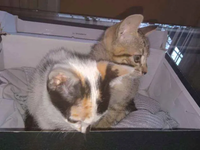 Gato ra a Srd idade Abaixo de 2 meses nome 2 filhotes lindas
