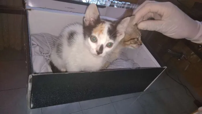 Gato ra a Srd idade Abaixo de 2 meses nome 2 filhotes lindas