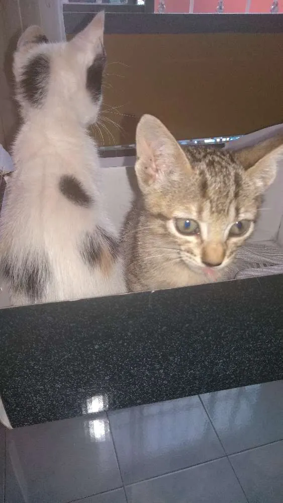 Gato ra a Srd idade Abaixo de 2 meses nome 2 filhotes lindas