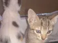 2 filhotes lindas