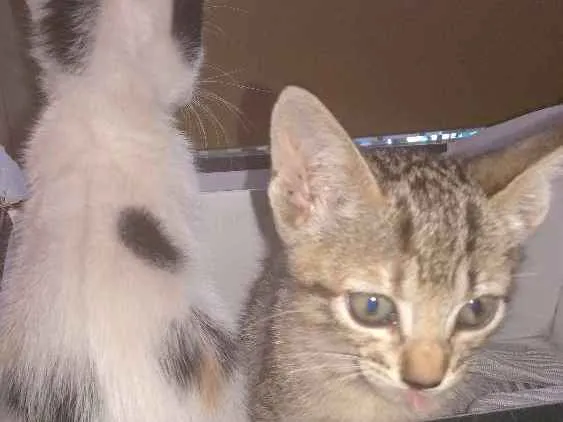 Gato ra a Srd idade Abaixo de 2 meses nome 2 filhotes lindas