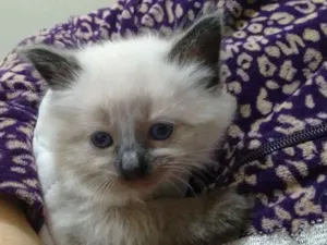 Gato raça Mestiça siamês  idade 2 a 6 meses nome Nini 