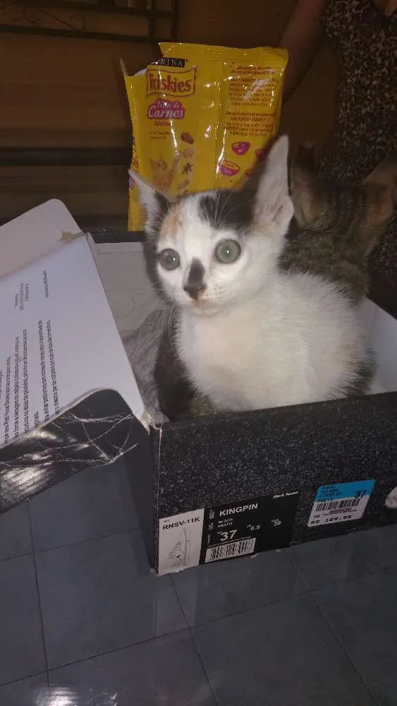 Gato ra a Srd idade Abaixo de 2 meses nome 2 filhotes lindas
