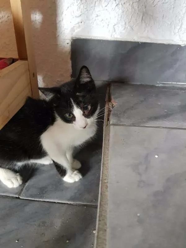 Gato ra a SRD idade 2 a 6 meses nome Paul