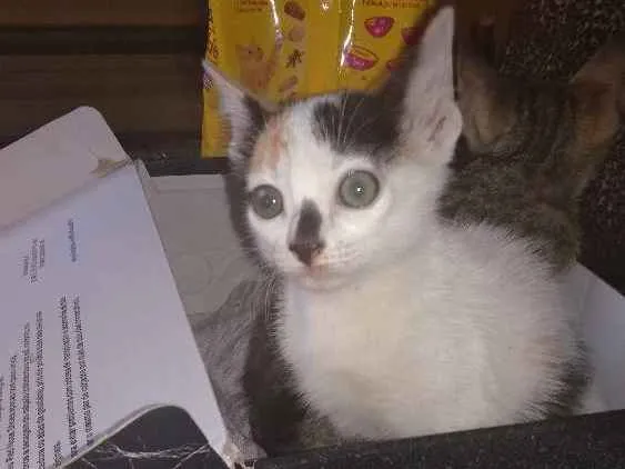 Gato ra a Srd idade Abaixo de 2 meses nome 2 filhotes lindas