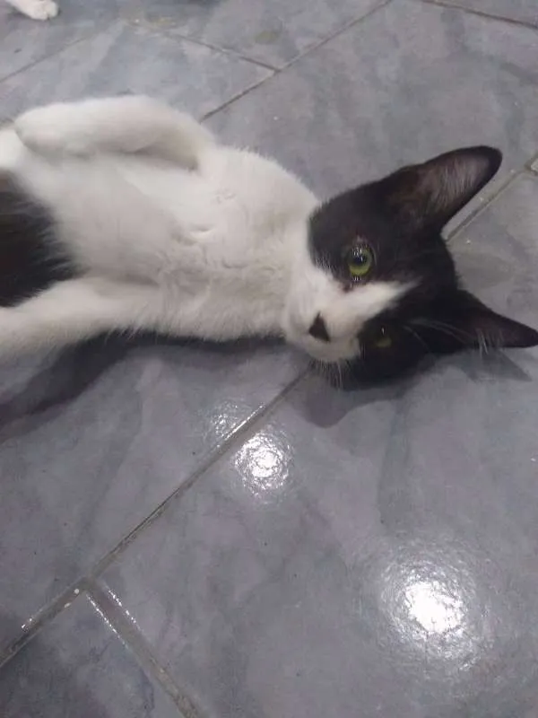 Gato ra a SRD idade 2 a 6 meses nome Paul
