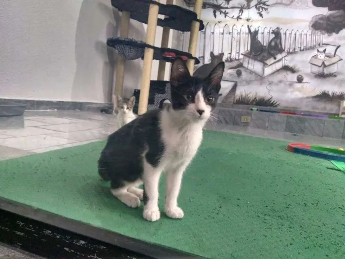 Gato ra a SRD idade 2 a 6 meses nome Paul