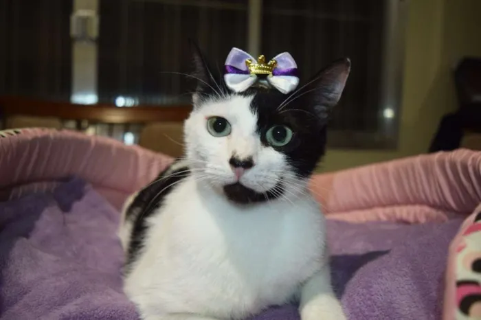 Gato ra a SRD idade 1 ano nome Cindy