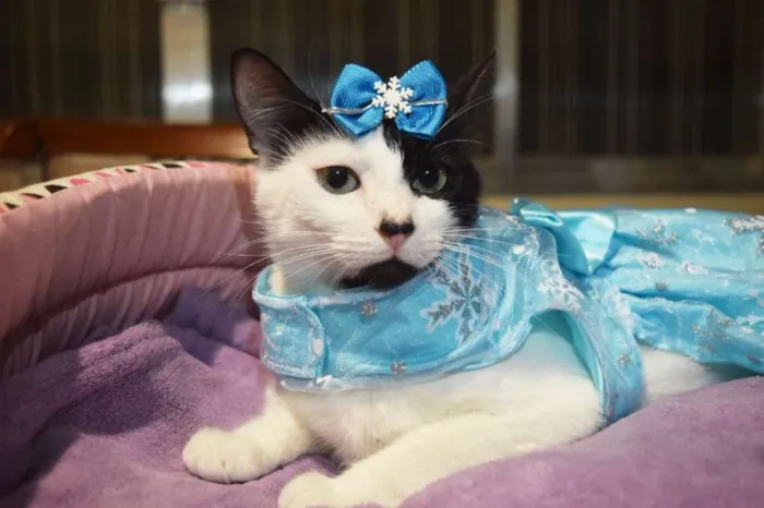 Gato ra a SRD idade 1 ano nome Cindy
