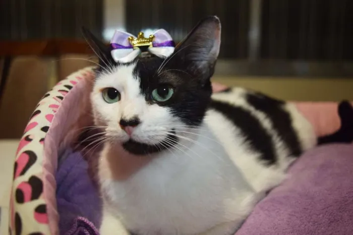 Gato ra a SRD idade 1 ano nome Cindy