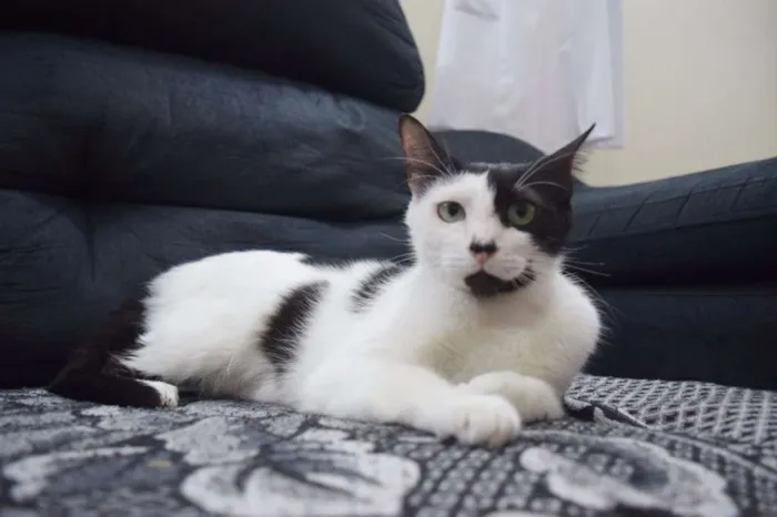 Gato ra a SRD idade 1 ano nome Cindy