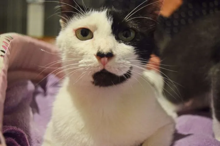 Gato ra a SRD idade 1 ano nome Cindy
