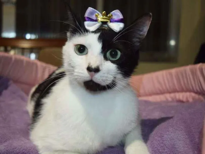 Gato ra a SRD idade 1 ano nome Cindy