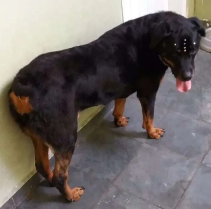 Cachorro ra a Rottweiler idade 6 ou mais anos nome LUNA