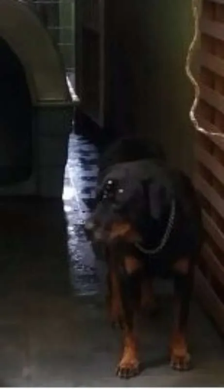Cachorro ra a Rottweiler idade 6 ou mais anos nome LUNA