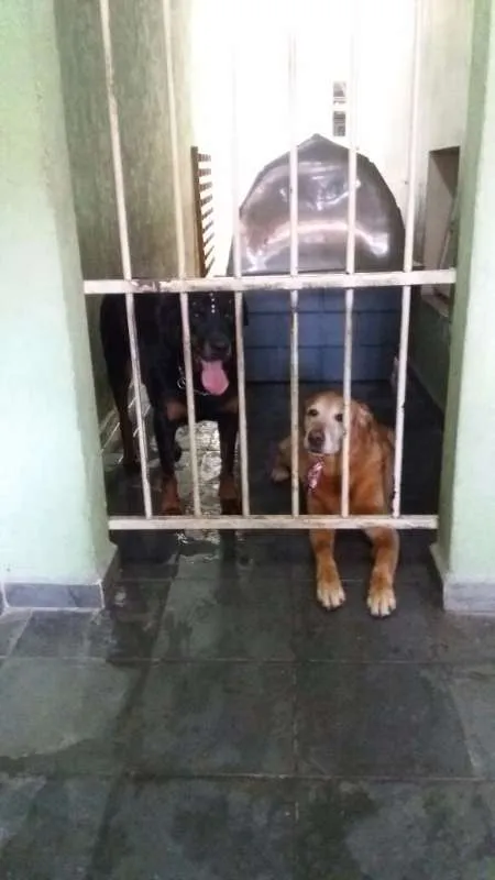 Cachorro ra a Rottweiler idade 6 ou mais anos nome LUNA