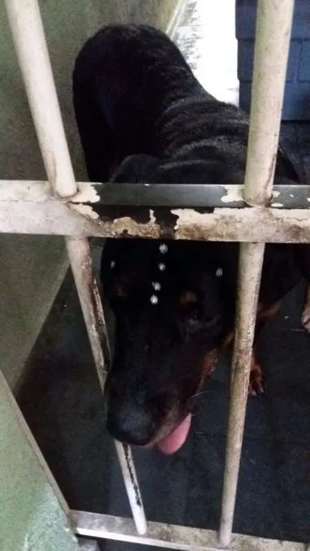 Cachorro ra a Rottweiler idade 6 ou mais anos nome LUNA