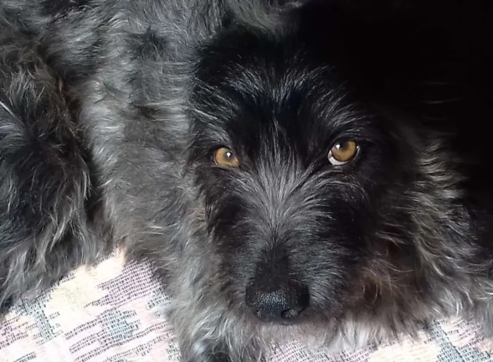 Cachorro ra a Wirehaired Pointting Griffon idade 1 ano nome Lord