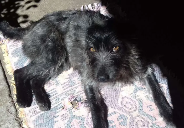 Cachorro ra a Wirehaired Pointting Griffon idade 1 ano nome Lord