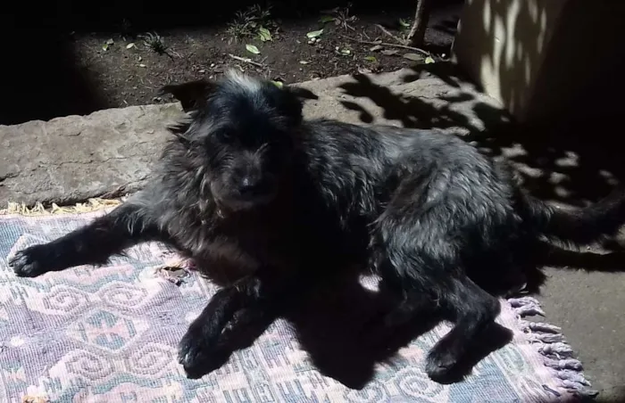Cachorro ra a Wirehaired Pointting Griffon idade 1 ano nome Lord