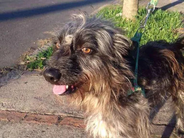 Cachorro ra a Wirehaired Pointting Griffon idade 1 ano nome Lord