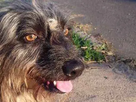 Cachorro ra a Wirehaired Pointting Griffon idade 1 ano nome Lord