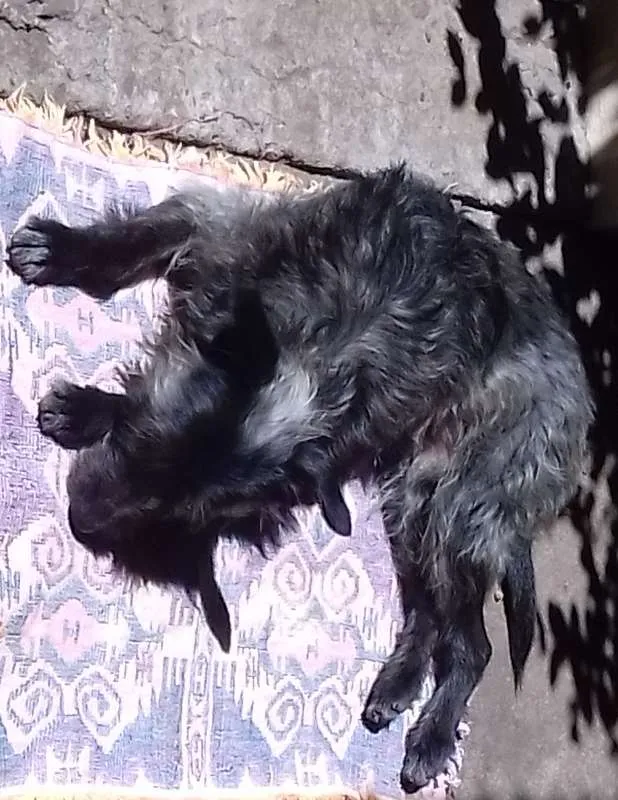 Cachorro ra a Wirehaired Pointting Griffon idade 1 ano nome Lord