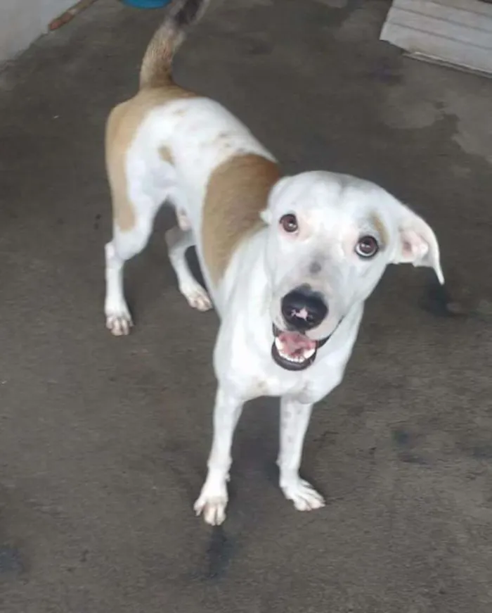 Cachorro raça Sem raça definida idade 1 ano nome Fred