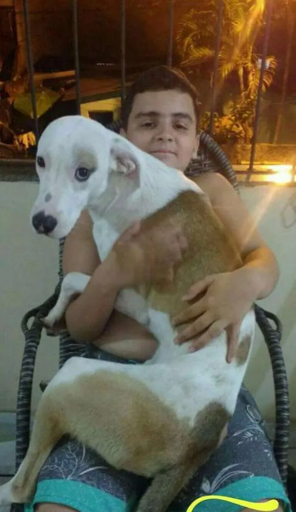 Cachorro raça Sem raça definida idade 1 ano nome Fred