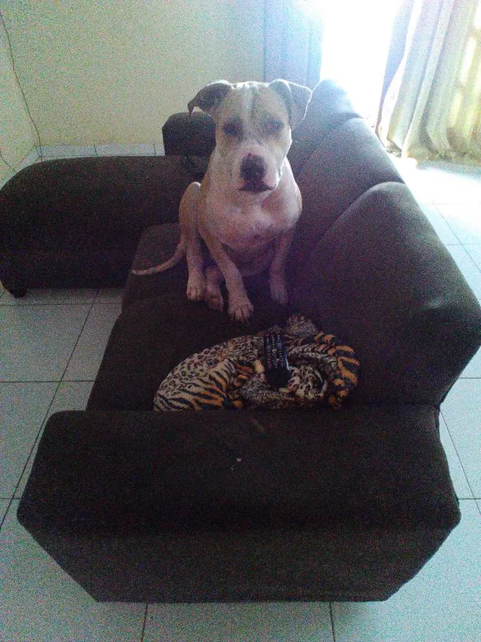 Cachorro raça Pitbull idade 1 ano nome Hercules