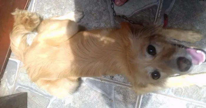 Cachorro ra a  idade 1 ano nome Lala