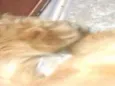 Lala