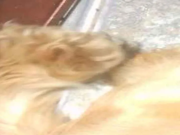 Cachorro ra a  idade 1 ano nome Lala