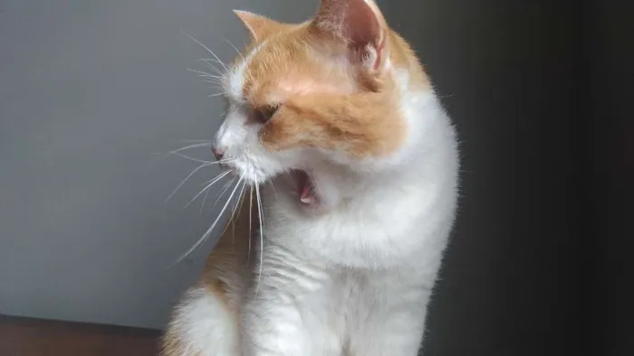 Gato ra a SRD idade 3 anos nome Caramelo