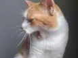 Caramelo