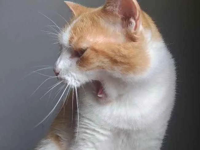 Gato ra a SRD idade 3 anos nome Caramelo