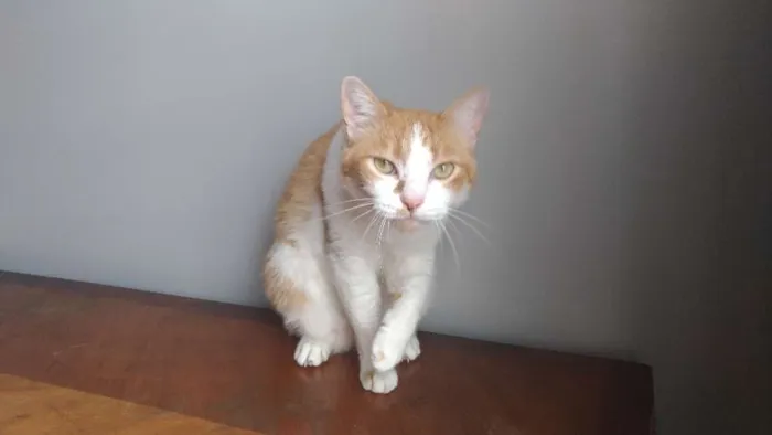 Gato ra a SRD idade 3 anos nome Caramelo