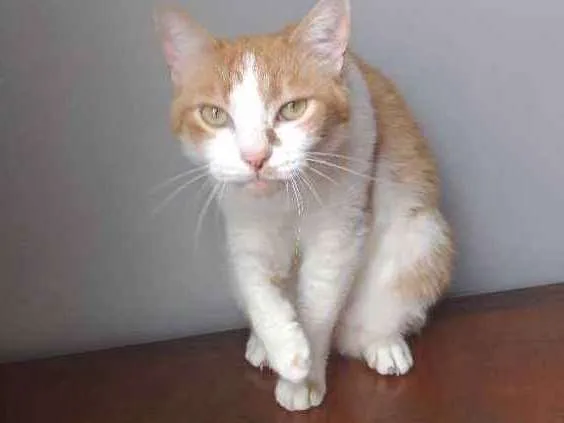 Gato ra a SRD idade 3 anos nome Caramelo