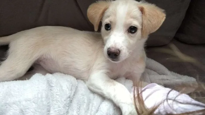 Cachorro ra a Indefinida idade 2 a 6 meses nome Julieta