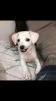 Pipoca