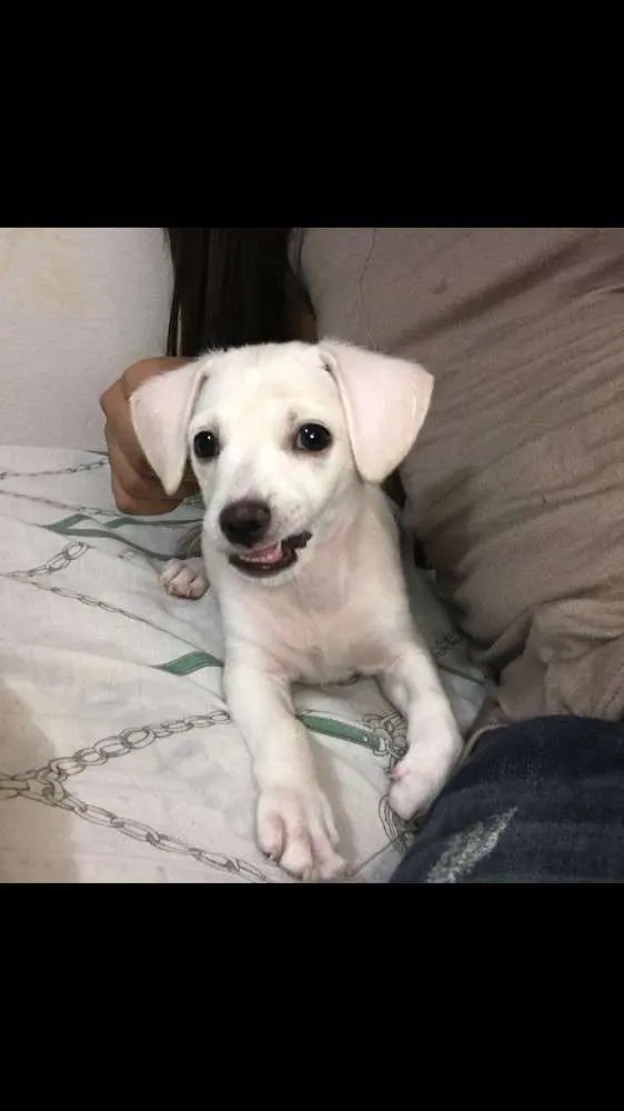 Cachorro ra a Vira-lata  idade 2 a 6 meses nome Pipoca