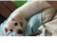 Pipoca