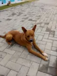 Lupy