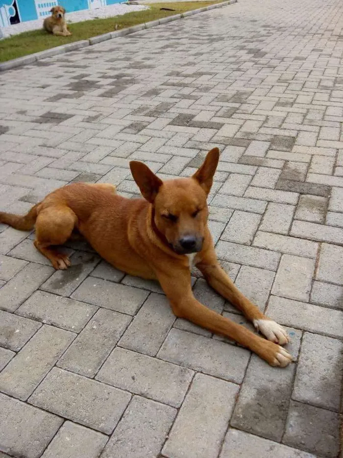Cachorro ra a SRD idade 2 anos nome Lupy